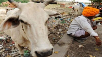 Muslim youth rescues cow from 60-ft-deep well, bureaucrat lauds gesture